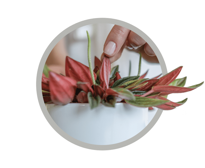 bebes-plantes-peperomia-rosso