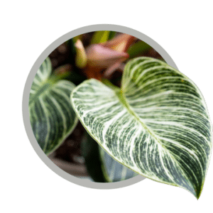 bebes-plantes-philodendron-birkin