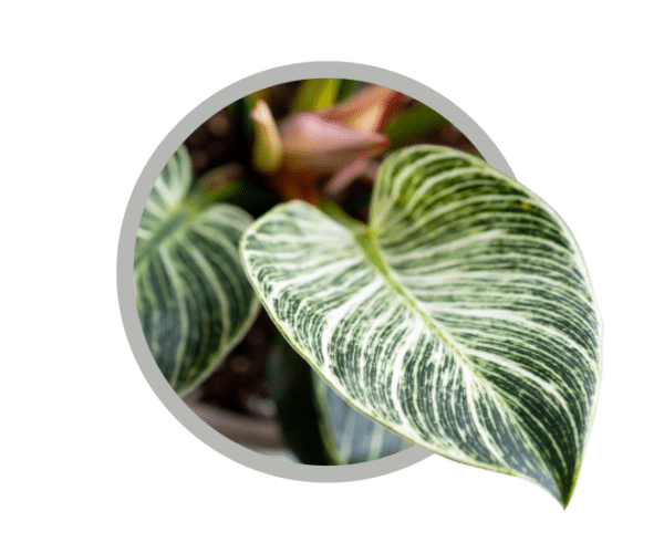 bebes-plantes-philodendron-birkin