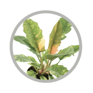 bebes-plantes-philodendron-ring-of-fire