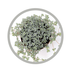 bebes-plantes-pilea-aquamarine