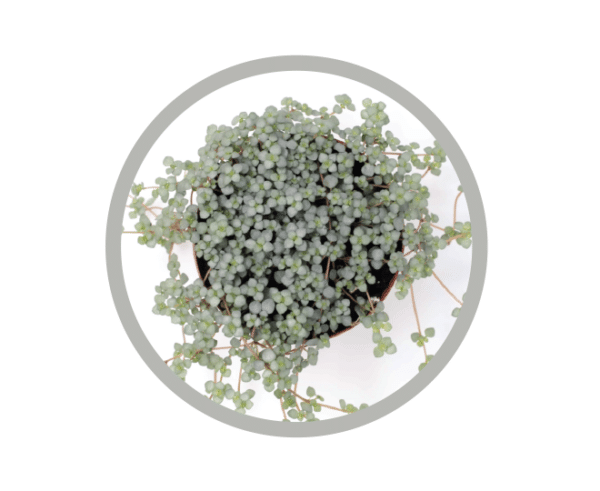 bebes-plantes-pilea-aquamarine