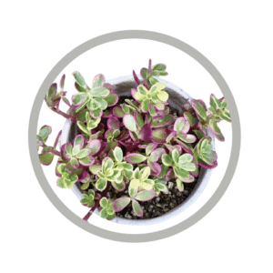 bebes-plantes-portulacaria-hana-misteria