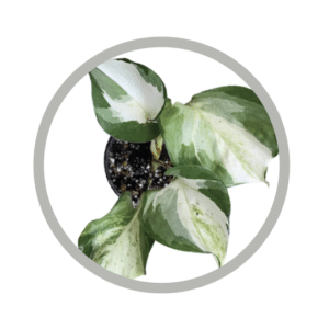 bebes-plantes-pothos-manjula