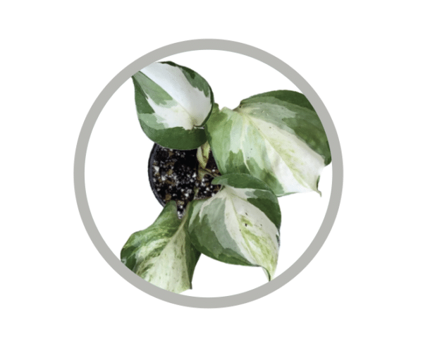 bebes-plantes-pothos-manjula