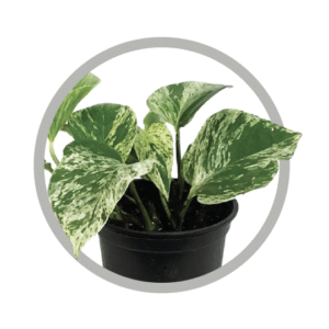 bebes-plantes-pothos-marble-queen