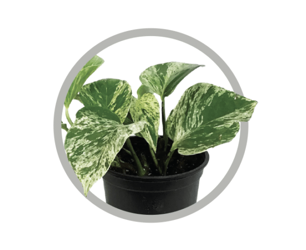 bebes-plantes-pothos-marble-queen