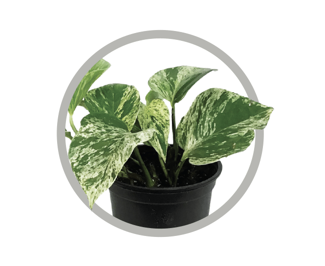 bebes-plantes-pothos-marble-queen