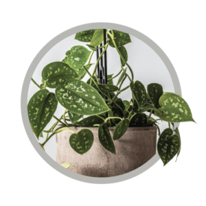 bebes-plantes-scindapsus-pictus-exotica
