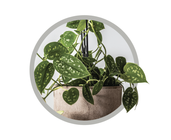 bebes-plantes-scindapsus-pictus-exotica