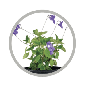 bebes-plantes-streptocarpella