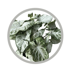 bebes-plantes-syngonium-randy