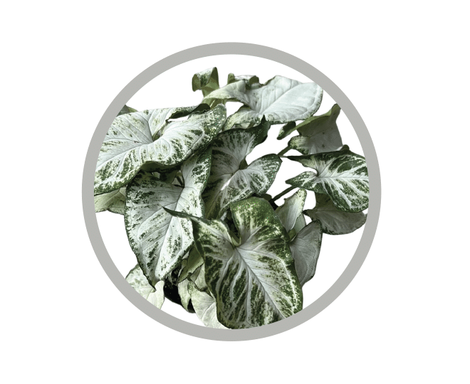 bebes-plantes-syngonium-randy