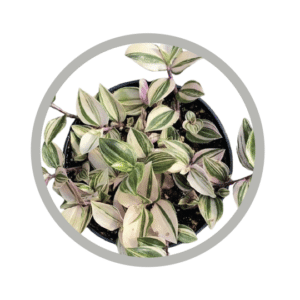 bebes-plantes-tradescantia-fluminensis-tricolor