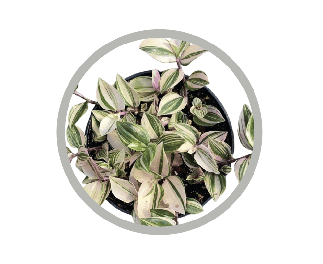 bebes-plantes-tradescantia-fluminensis-tricolor