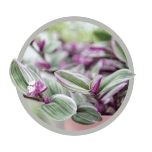 bebes-plantes-tradescantia-nanouk