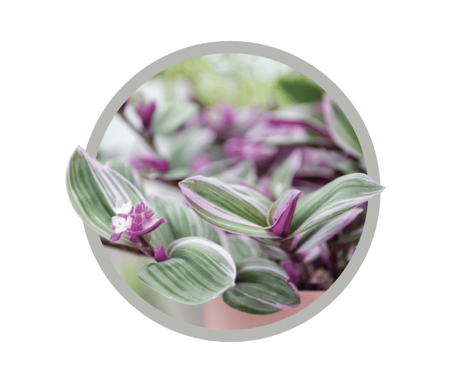 bebes-plantes-tradescantia-nanouk