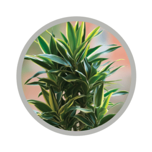 bebes-plantes-draceana