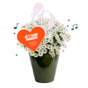 argyranthemum-fete-des-meres