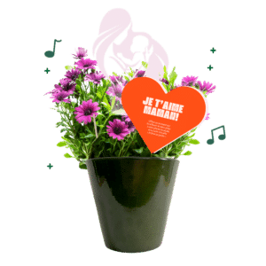 osteospermum-fete-des-meres