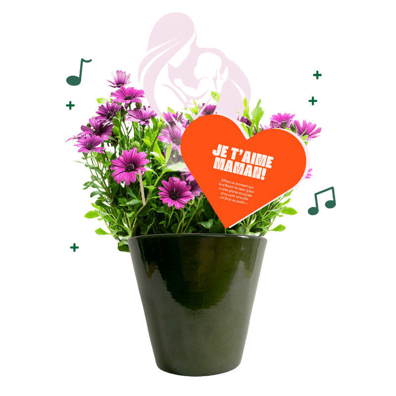 osteospermum-fete-des-meres