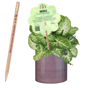 peperomia-professeur