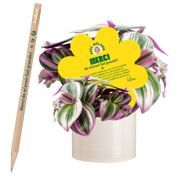 tradescantia-nanouk-plantes-pour-les-professeurs-2025