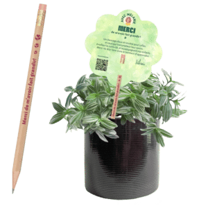 tradescantia-professeur