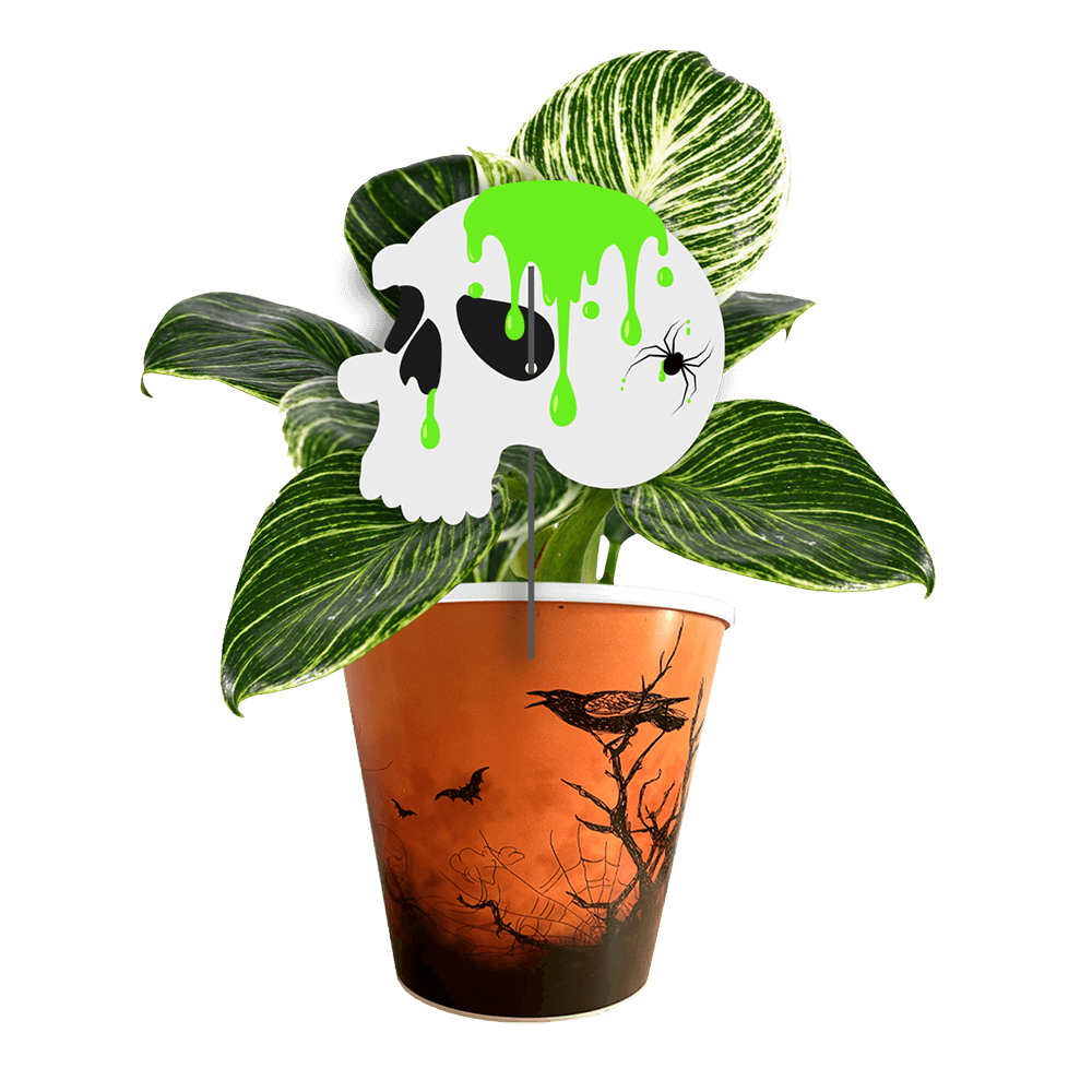 crane-philodendron-birkin
