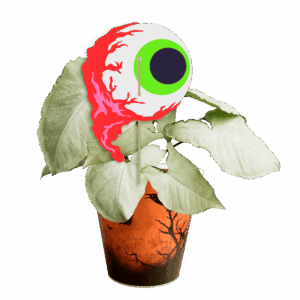 le-gros-oeil-syngonium