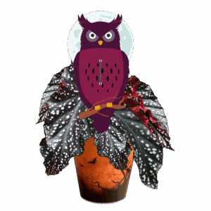 le-hibou-begonia
