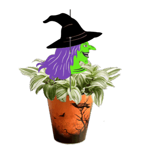 sorciere-Tradescantia