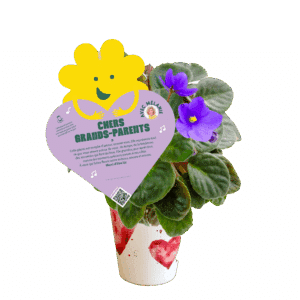 streptocarpus