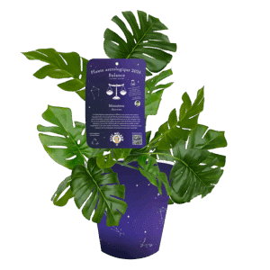 balance-monstera-deliciosa