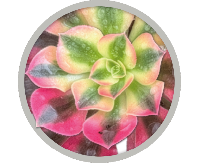 bebe-plante-aeonium-wheel-of-adoration-2026