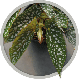 bebe-plante-begonia-doucle-dot-2026