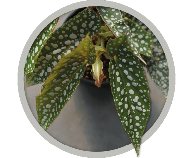 bebe-plante-begonia-doucle-dot-2026 bebe-plante-begonia-doucle-dot-2026