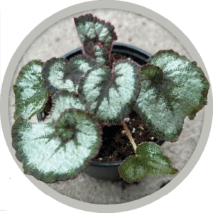 bebe-plante-begonia-rex-escargot-2026