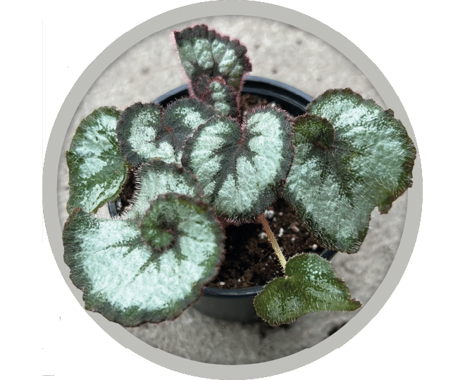 bebe-plante-begonia-rex-escargot-2026 bebe-plante-begonia-rex-escargot-2026