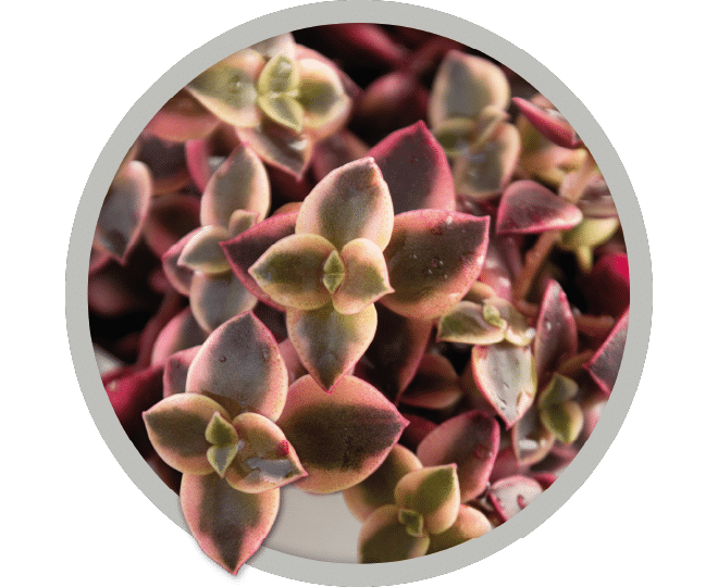 bebe-plante-crassula-calico-kitten-2026 bebe-plante-crassula-calico-kitten-2026