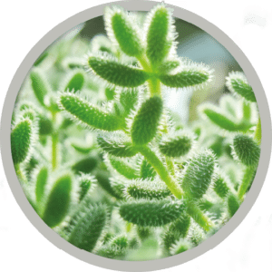 bebe-plante-delosperma-pickle-plant-2026