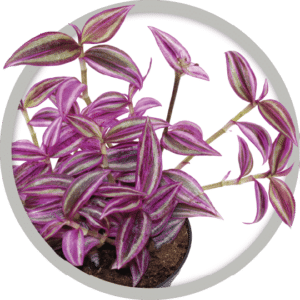 bebe-plante-tradescantia-pink-paradise-2026-v2