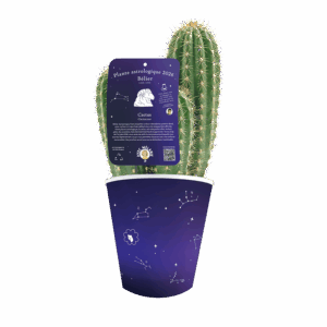 belier-cactus