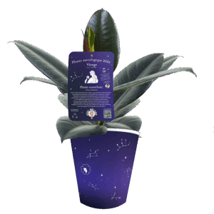 vierge-plante-caoutchouc