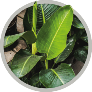 bebe-plante-crassula-strelitzia-2026