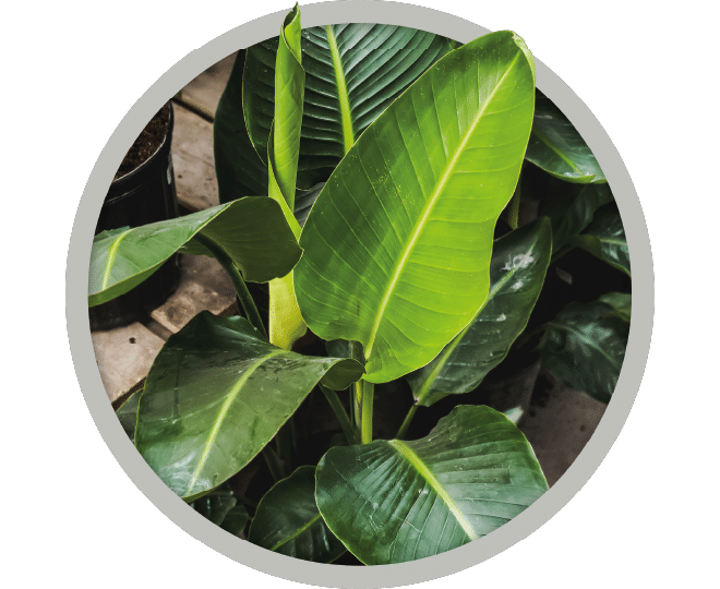 bebe-plante-crassula-strelitzia-2026 bebe-plante-crassula-strelitzia-2026