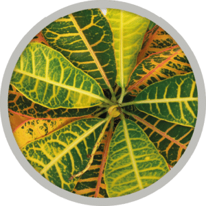 bebe-plante-croton-2026