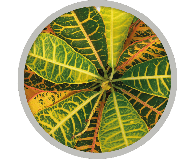 bebe-plante-croton-2026 bebe-plante-croton-2026