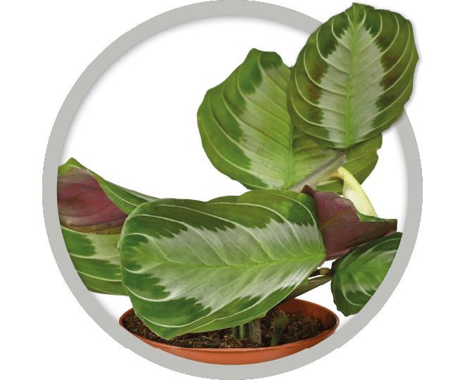 bebe-plante-maranta-silver-band-2026 bebe-plante-maranta-silver-band-2026