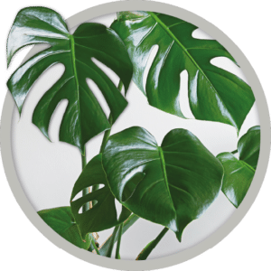 bebe-plante-monstera-deciosa-2026